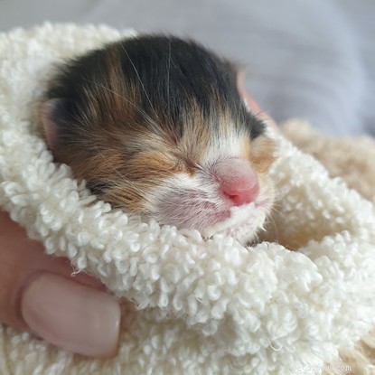 Rescue Saves Two Abandoned Kittens Found in Southampton Greenhouse