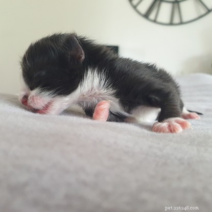 Rescue Saves Two Abandoned Kittens Found in Southampton Greenhouse