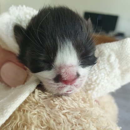 Rescue Saves Two Abandoned Kittens Found in Southampton Greenhouse
