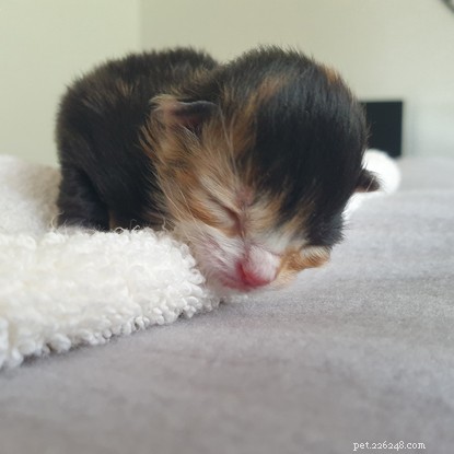 Rescue Saves Two Abandoned Kittens Found in Southampton Greenhouse