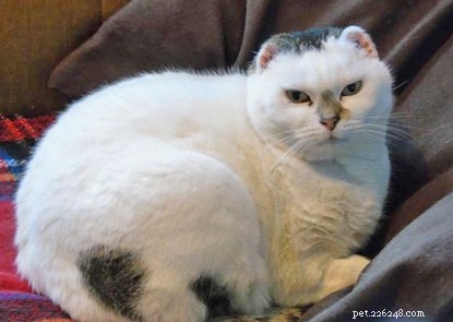 Do Cats Need Sunscreen During Summer? A Veterinary Guide