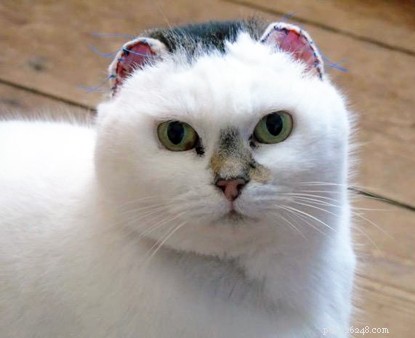 Do Cats Need Sunscreen During Summer? A Veterinary Guide