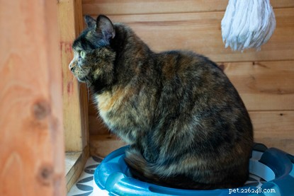 Sophie: The Unlucky Cat of West Midlands Seeking a Forever Home