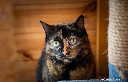 Sophie: The Unlucky Cat of West Midlands Seeking a Forever Home