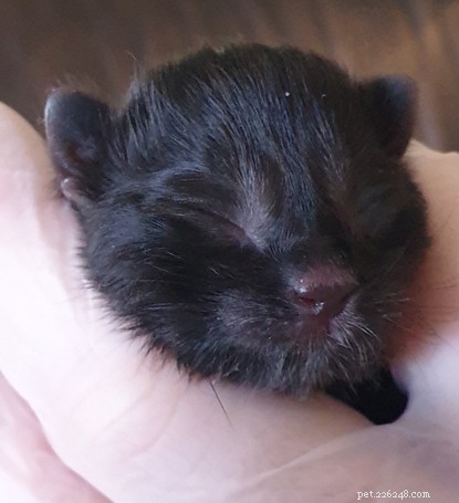 Heroic Cat Saves Day-Old Kitten from Fox Attack