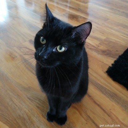 Heroic Cat Saves Day-Old Kitten from Fox Attack