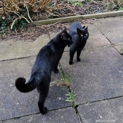 Heroic Cat Saves Day-Old Kitten from Fox Attack
