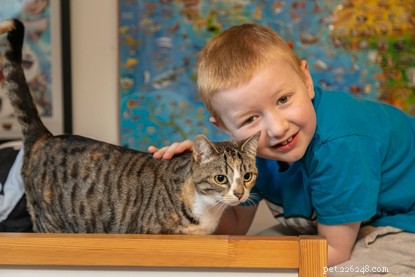 Discover the Furr‑Ever Friends Finalists of the National Cat Awards 2019