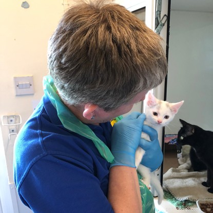 Meet the Dedicated Volunteers Driving Cats Protection s Success