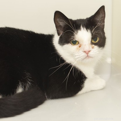 Pregnant Cat Abandoned in a Bin Bag on a Scorching Summer Day
