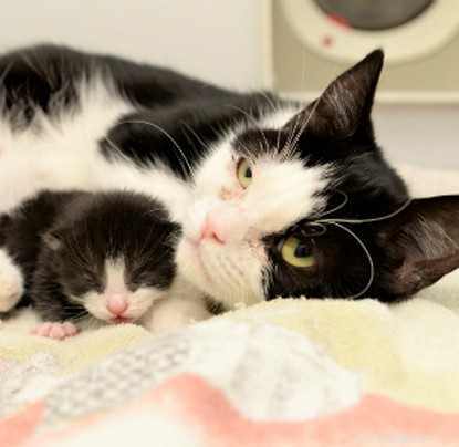 Pregnant Cat Abandoned in a Bin Bag on a Scorching Summer Day