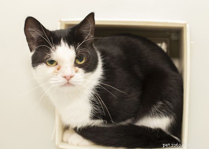 Pregnant Cat Abandoned in a Bin Bag on a Scorching Summer Day