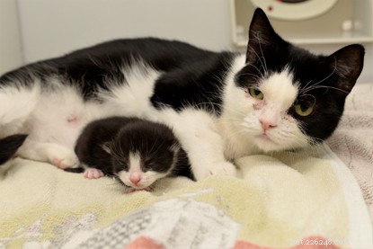 Pregnant Cat Abandoned in a Bin Bag on a Scorching Summer Day