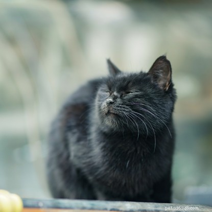 Understanding Your Cat’s Reluctance to Cuddle: Decoding Their Body Language