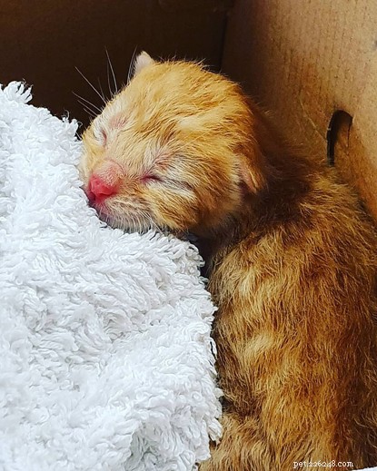Newborn Kitten Saved from Lawn Mower by Quick-Thinking Rescuer