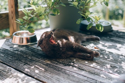 Protect Your Cats During Summer BBQs: Essential Safety Tips
