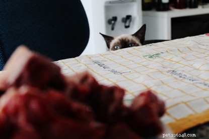 Protect Your Cats During Summer BBQs: Essential Safety Tips