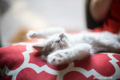 Protect Your Cats During Summer BBQs: Essential Safety Tips