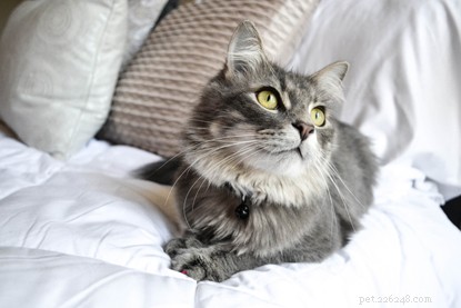 10 Proven Ways to Quickly Build a Strong Bond with Your Cat