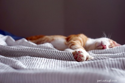 10 Proven Ways to Quickly Build a Strong Bond with Your Cat