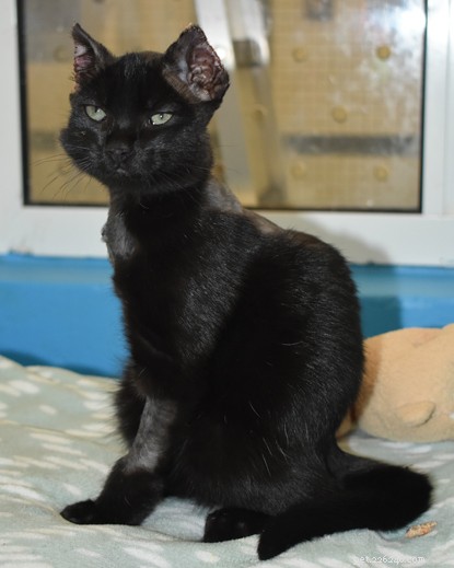 Belfast Adoption Centre Urges Donations to Care for Inky, a Rescued Kitten from a Car Engine