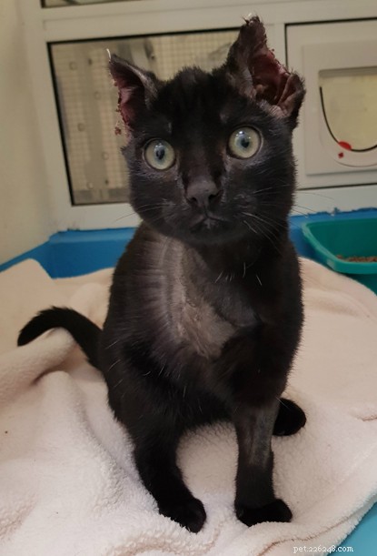 Belfast Adoption Centre Urges Donations to Care for Inky, a Rescued Kitten from a Car Engine