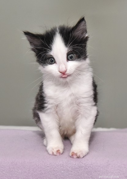 Cats Protection Saves Kittens with Rare Syndactylism Condition from Burnt Car