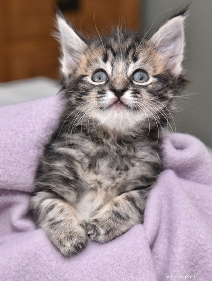 Cats Protection Saves Kittens with Rare Syndactylism Condition from Burnt Car
