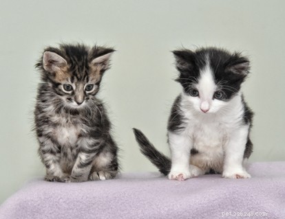 Cats Protection Saves Kittens with Rare Syndactylism Condition from Burnt Car