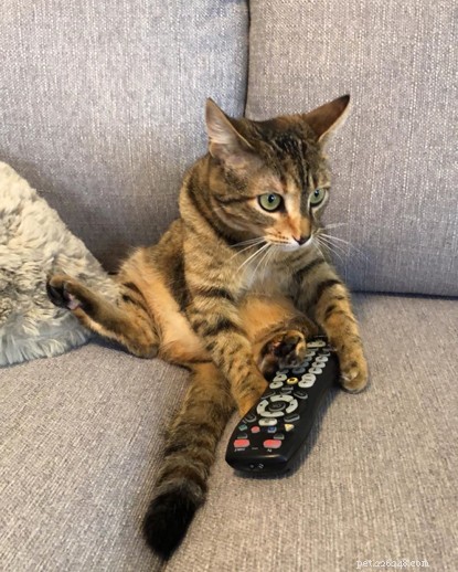 6 Hilarious Moments When Cats Seem to Forget Their Instincts