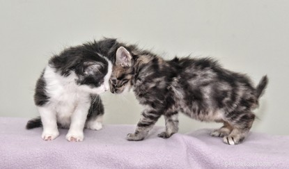 Cats Protection Saves Kittens with Rare Syndactylism Condition from Burnt Car
