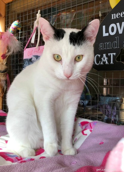 Vince, Hampshire’s Unlucky Rescue Cat, Seeks a Forever Home