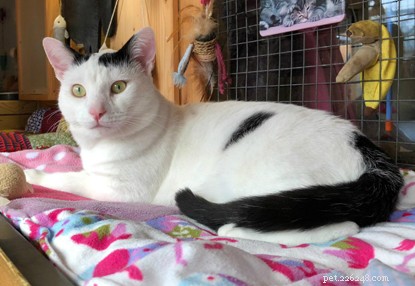Vince, Hampshire’s Unlucky Rescue Cat, Seeks a Forever Home