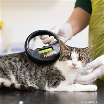 Missing Cat Found 15 Miles Away, Rescued After Sleeping Under Car Bonnet
