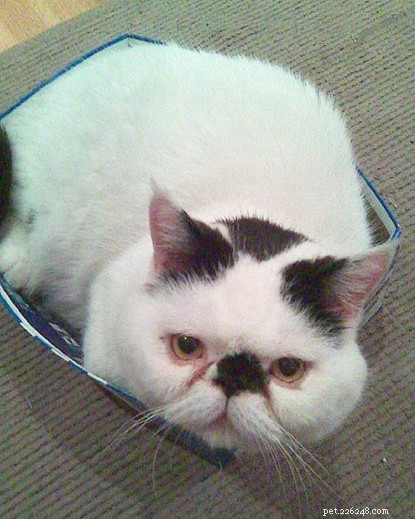Missing Cat Found 15 Miles Away, Rescued After Sleeping Under Car Bonnet