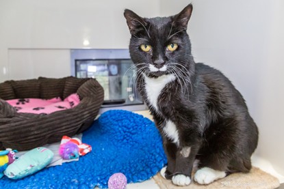 Petplan® Partnership Helps Raise £7M to Support Cats in Care