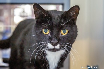 Petplan® Partnership Helps Raise £7M to Support Cats in Care