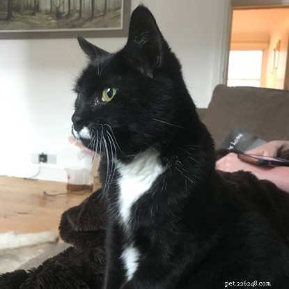 Petplan® Partnership Helps Raise £7M to Support Cats in Care