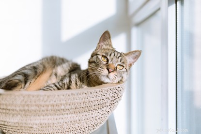 Master Cat Photography: 5 Essential Tips for Stunning Portraits