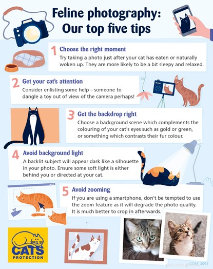 Master Cat Photography: 5 Essential Tips for Stunning Portraits