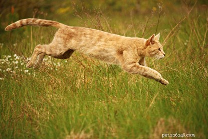 Master Cat Photography: 5 Essential Tips for Stunning Portraits