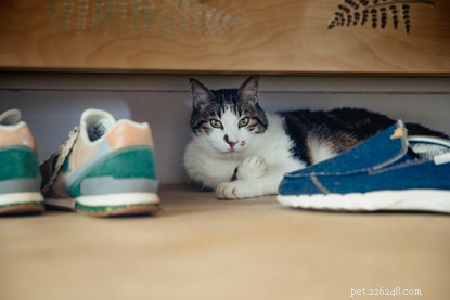 Walk 9 Miles to Fund Cats: Join the Annual Nine-Mile Challenge
