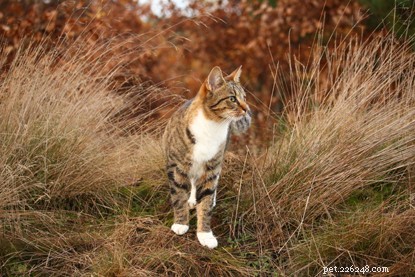 Walk 9 Miles to Fund Cats: Join the Annual Nine-Mile Challenge