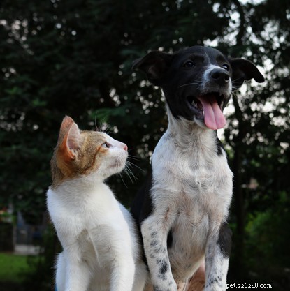5 Key Differences Between Dogs and Cats: Understanding Their Unique Care Needs