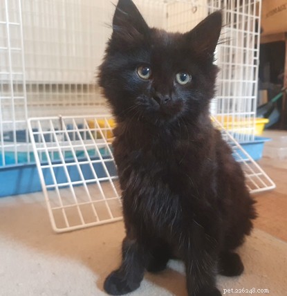 Rescue and Life‑Saving Surgery for Abandoned Kitten Spencer and Family