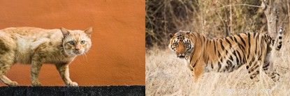 Tracing the Evolutionary Journey of the Domesticated Cat
