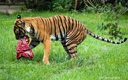 Tracing the Evolutionary Journey of the Domesticated Cat