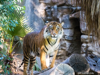 Tracing the Evolutionary Journey of the Domesticated Cat