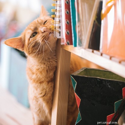 Tracing the Evolutionary Journey of the Domesticated Cat