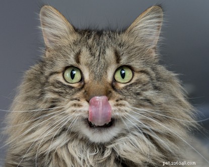 The Science Behind Your Cat’s Rough Tongue – 10 Surprising Facts
